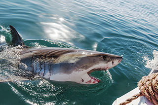 Endangered great white Shark